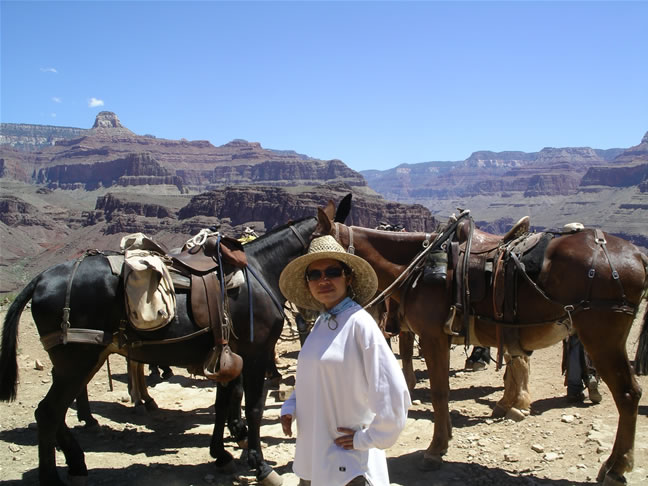 images/I- Horses geat rest (3).jpg